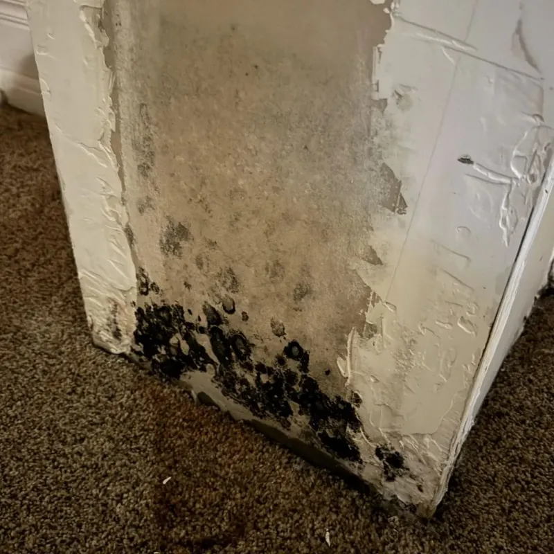 Professional Mold Removal in Lodi, OH